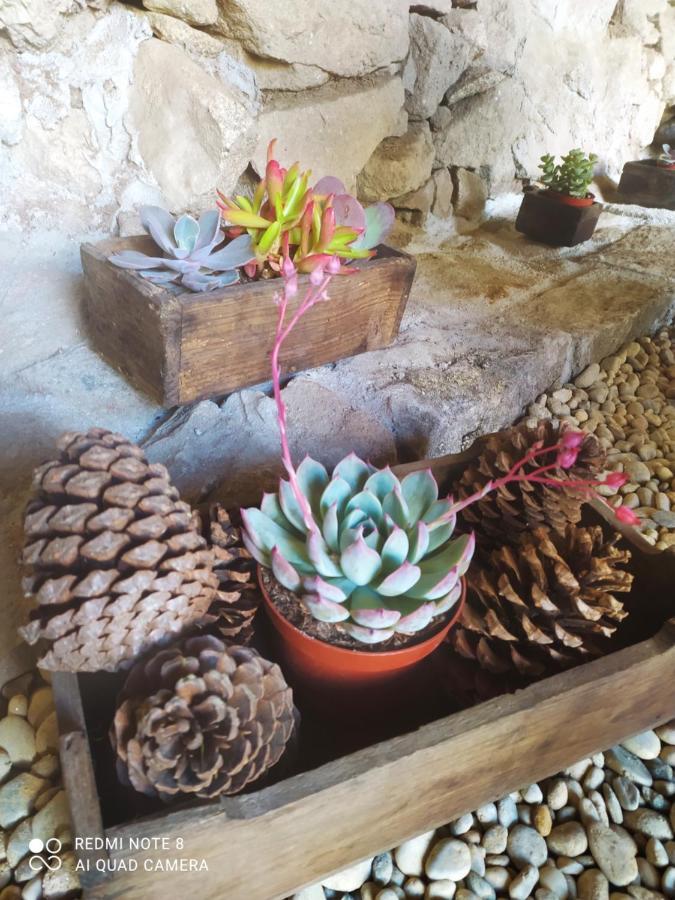 Casa Das Japoneiras باريديس دي كورا المظهر الخارجي الصورة